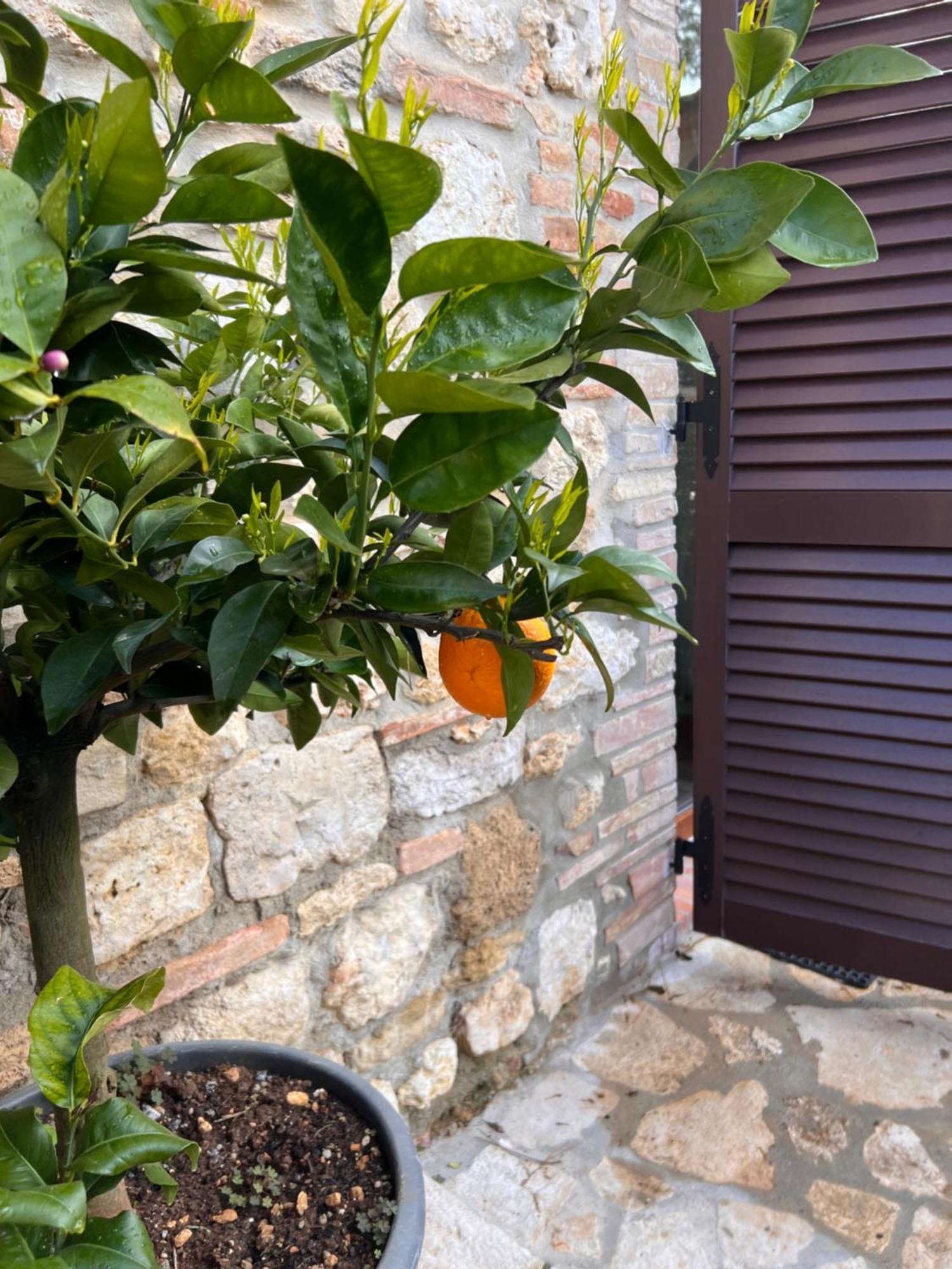 Bed & Breakfast Casale Gregoriano And Apartaments San Gimignano Exterior photo
